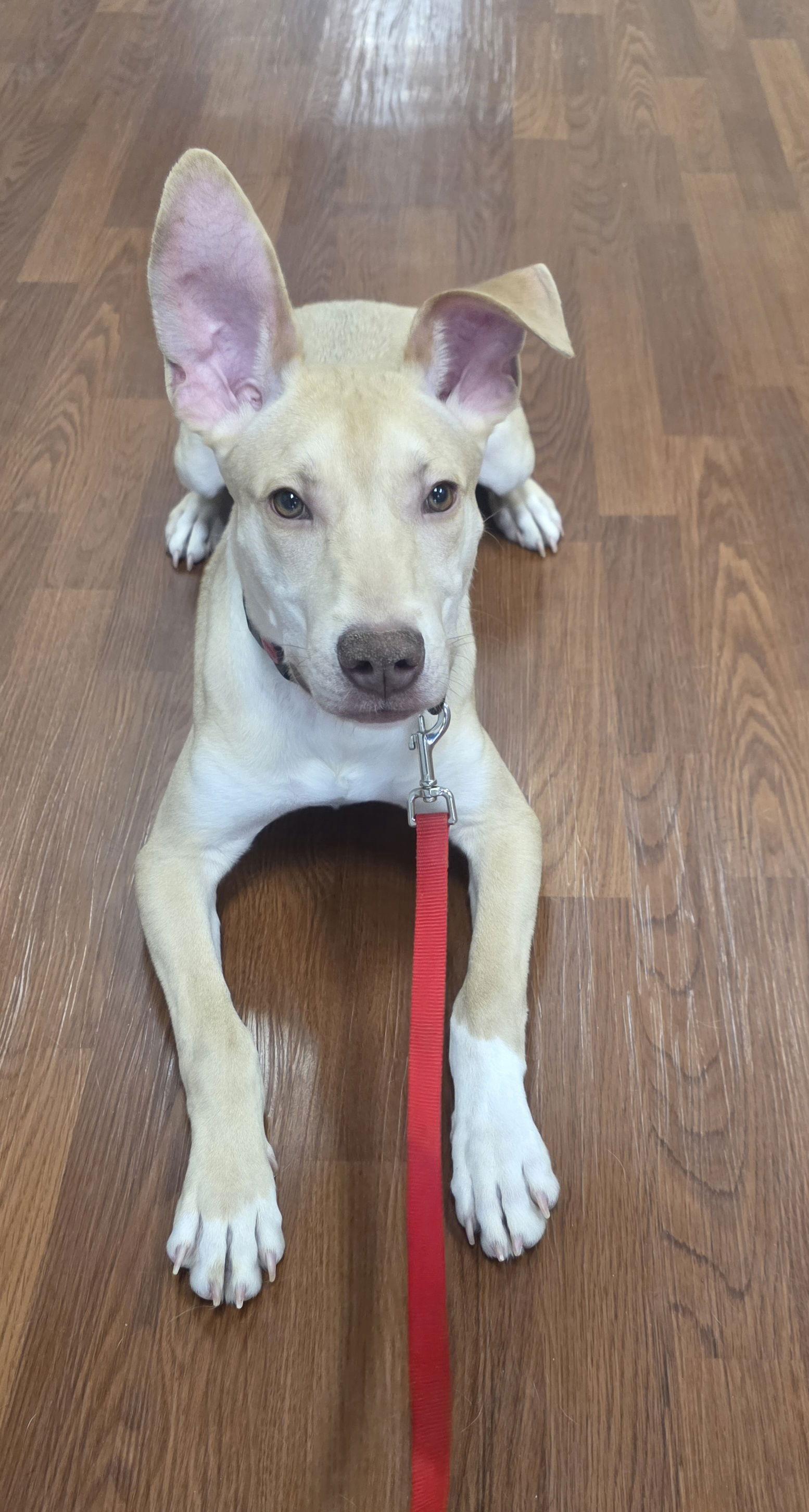 Enlarge Tiki, a Adoptable mixed breed in Elgin, IL image 3/3