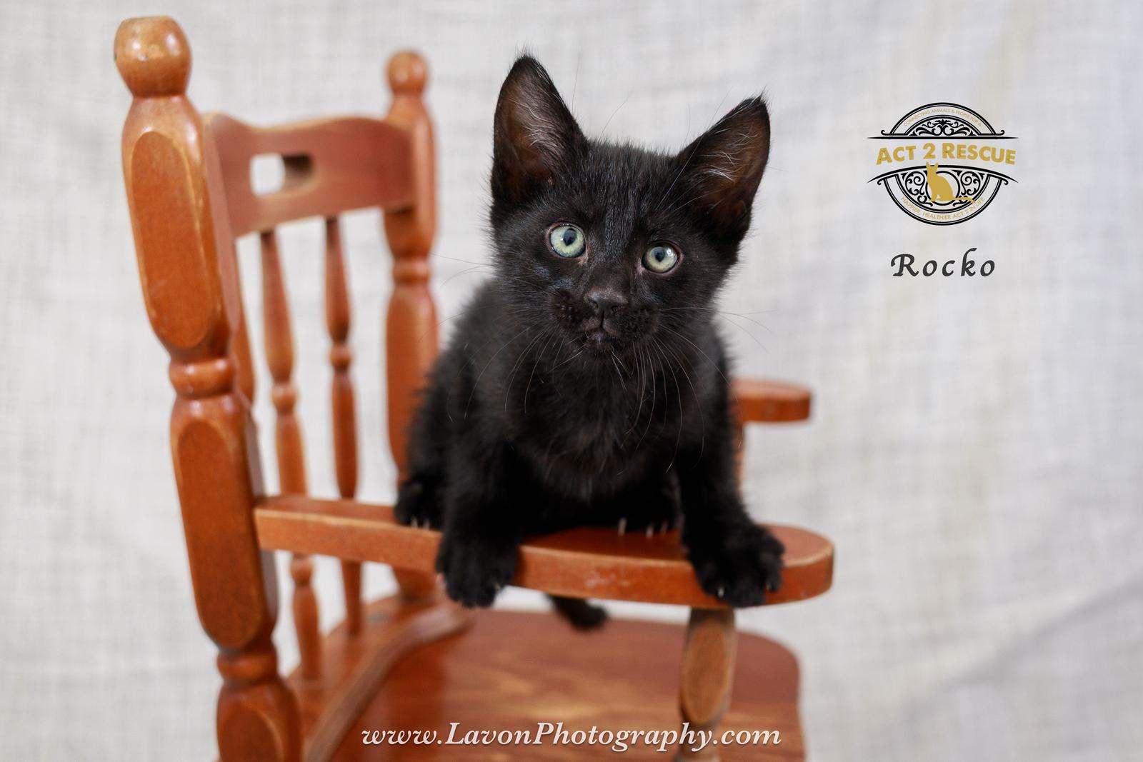 Rocko, a Adoptable Domestic Short Hair in Riverside, CA image 1/3
