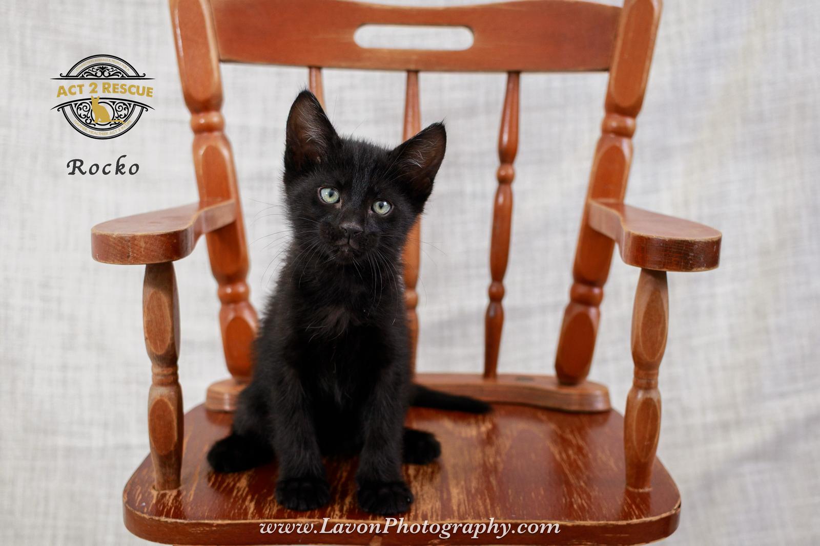 Rocko, a Adoptable Domestic Short Hair in Riverside, CA image 2/3