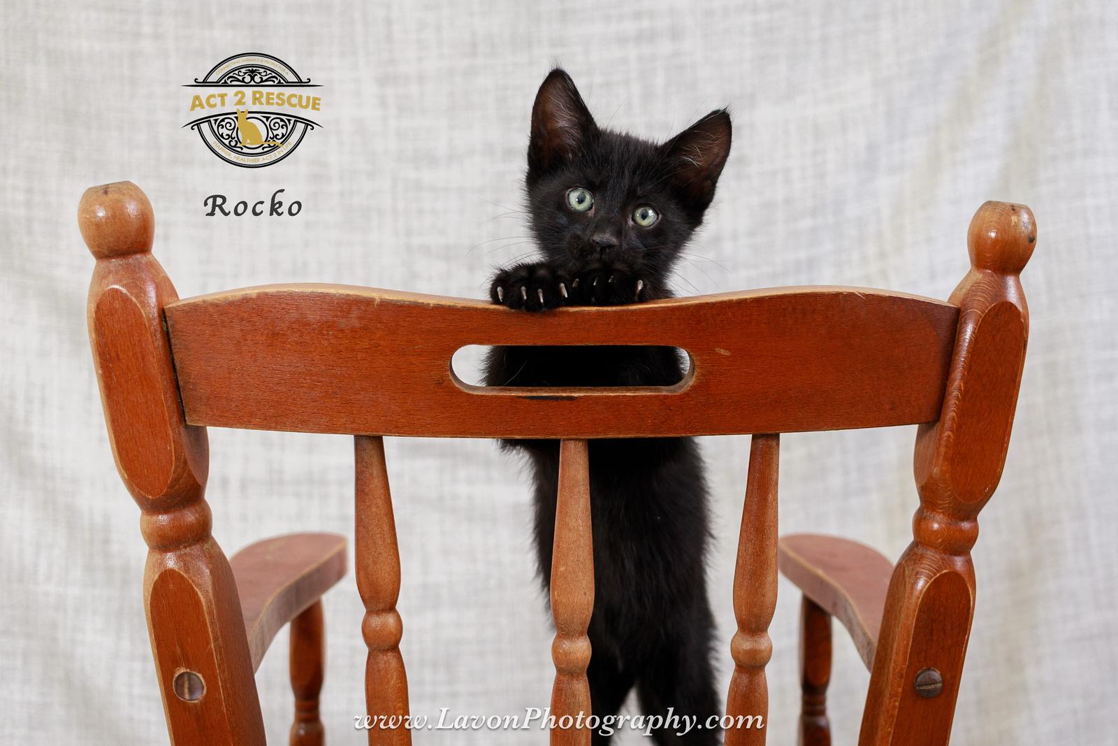 Rocko, a Adoptable Domestic Short Hair in Riverside, CA image 3/3