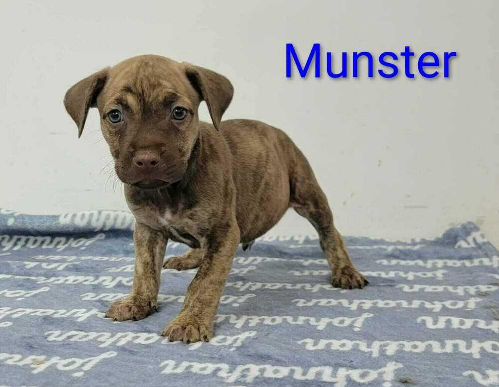 Munster, Adoptable, Puppy Male Labrador Retriever.