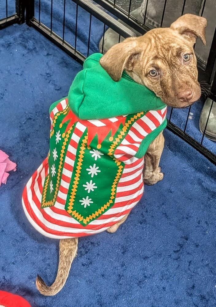 Enlarge Munster, a Adoptable mixed breed in Waunakee, WI image 2/4