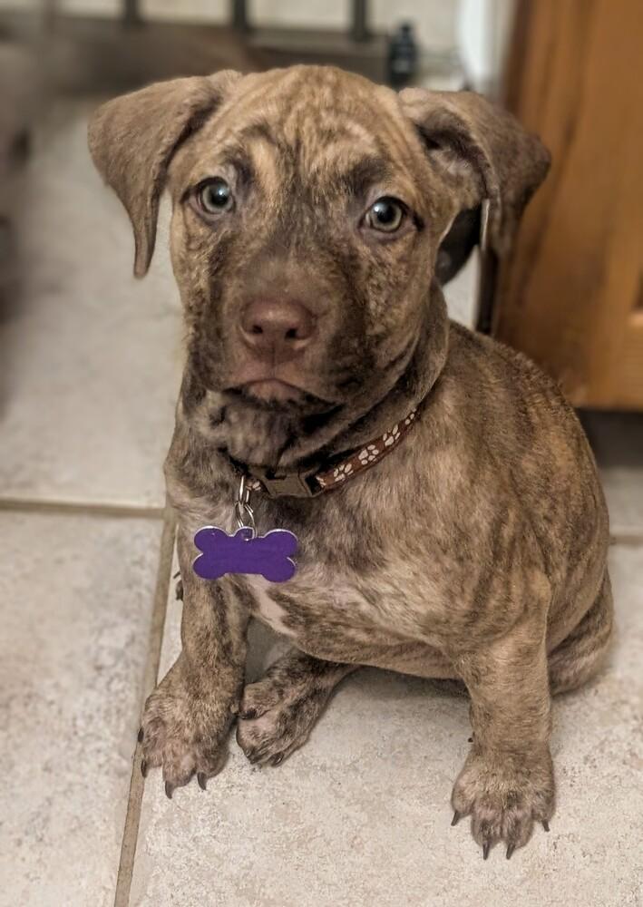 Enlarge Munster, a Adoptable mixed breed in Waunakee, WI image 3/4