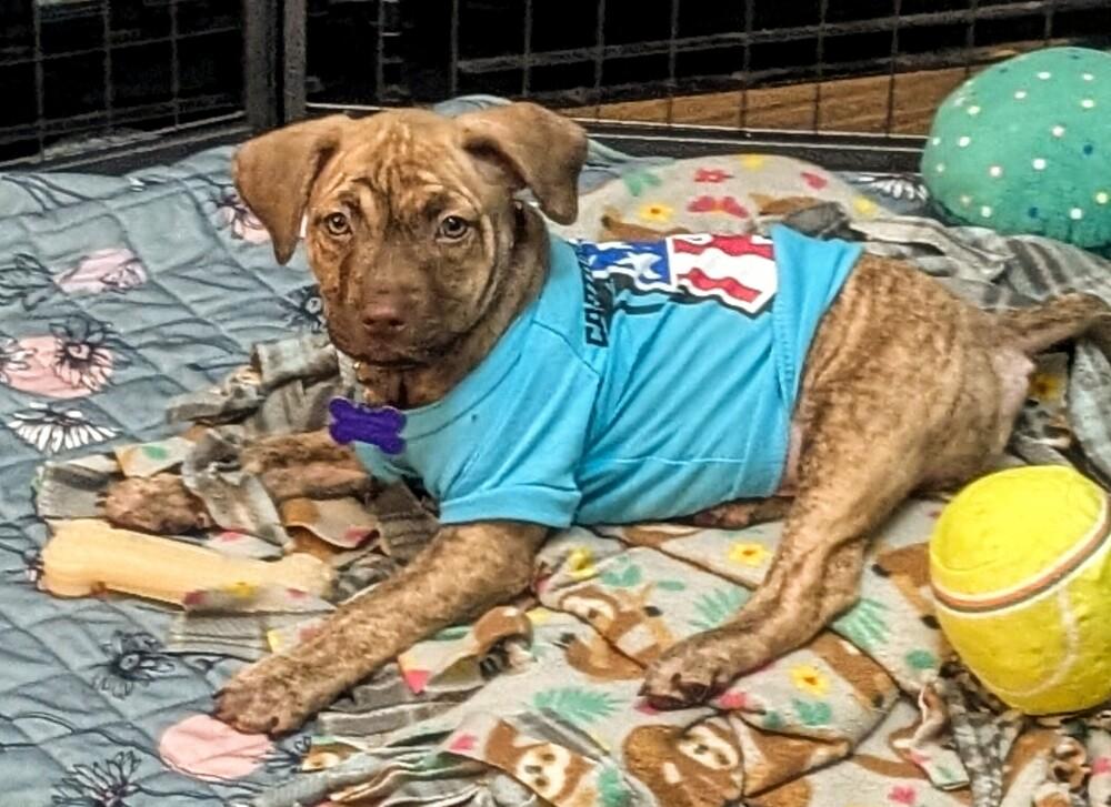 Enlarge Munster, a Adoptable mixed breed in Waunakee, WI image 4/4