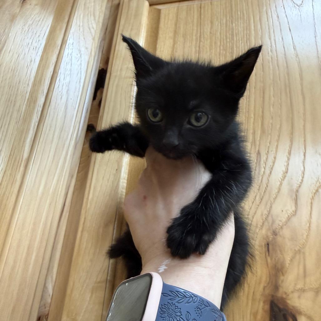 Pugsly, Adoptable, Kitten Male Domestic Long Hair & American Shorthair.