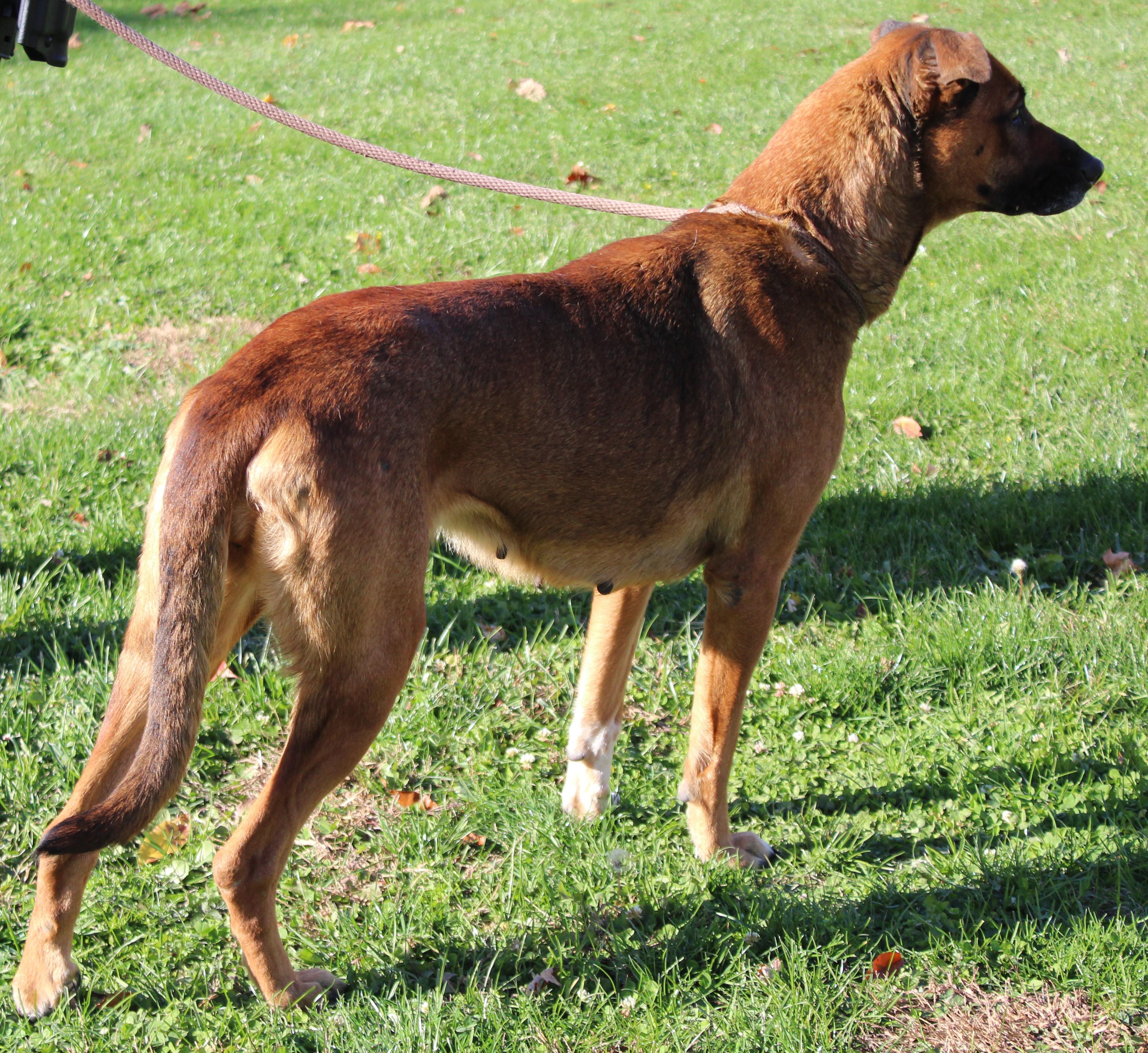 Rain (9300), Adoptable, Adult Female Rhodesian Ridgeback.