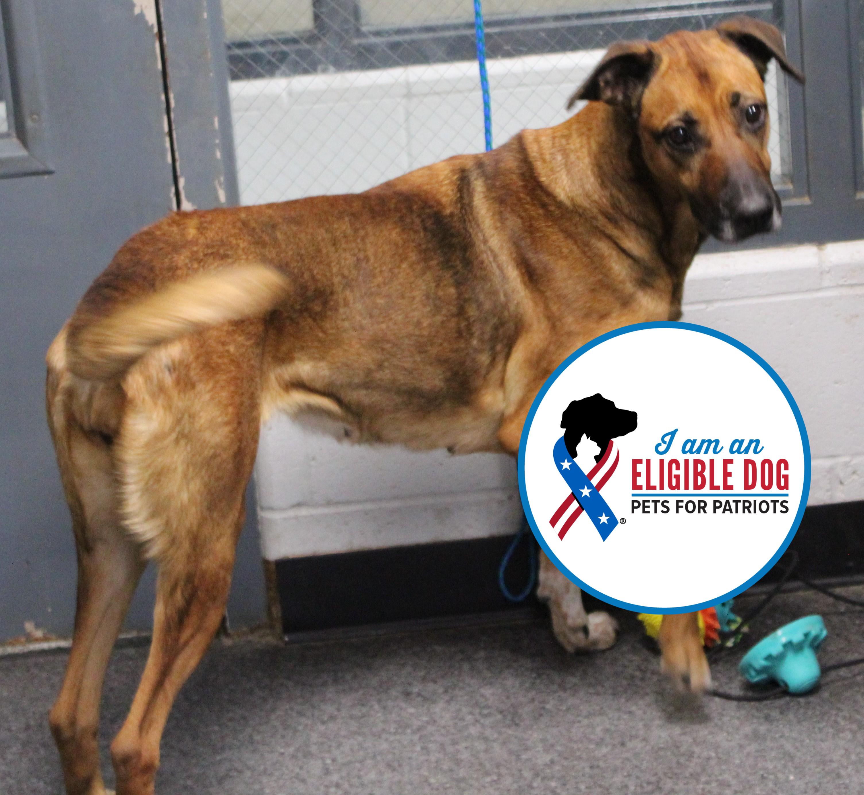 Rain (9300), Adoptable, Adult Female Rhodesian Ridgeback.