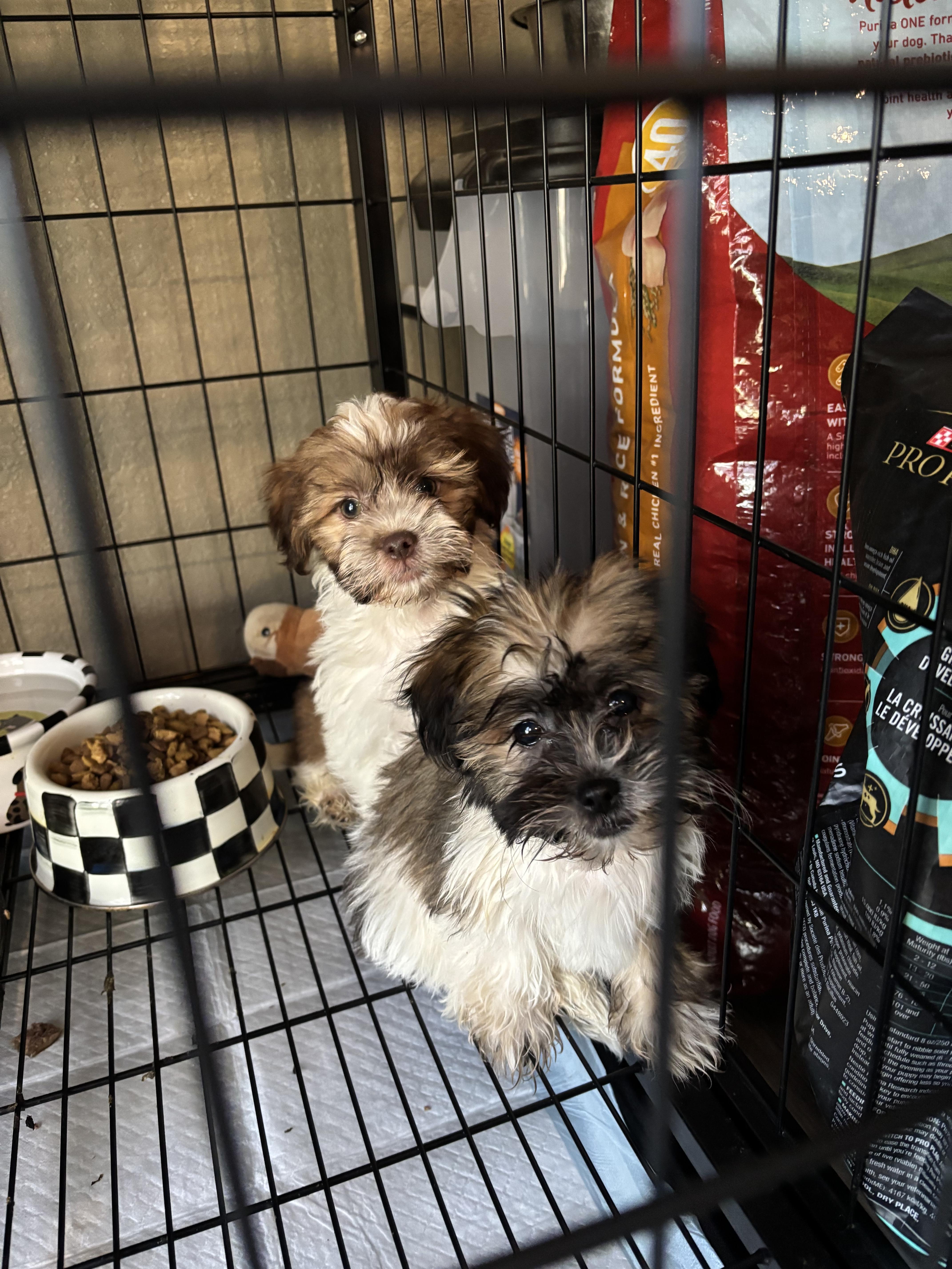Shih Tzu/Poodle puppies!, adopted, Puppy Male Shih Tzu & Poodle.
