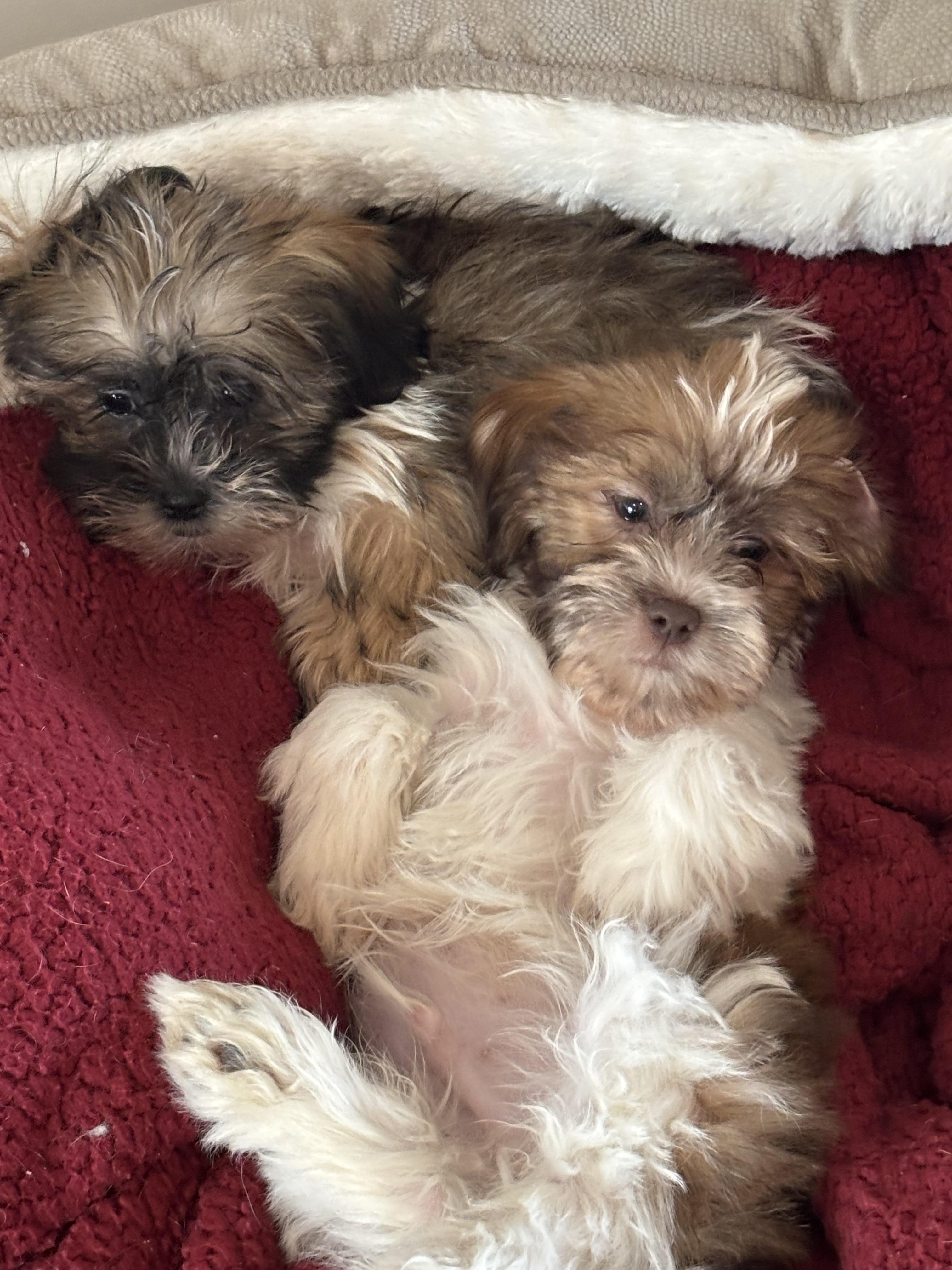 Shih Tzu/Poodle puppies!, an adopted mixed breed in Rowlett, TX image 2/2