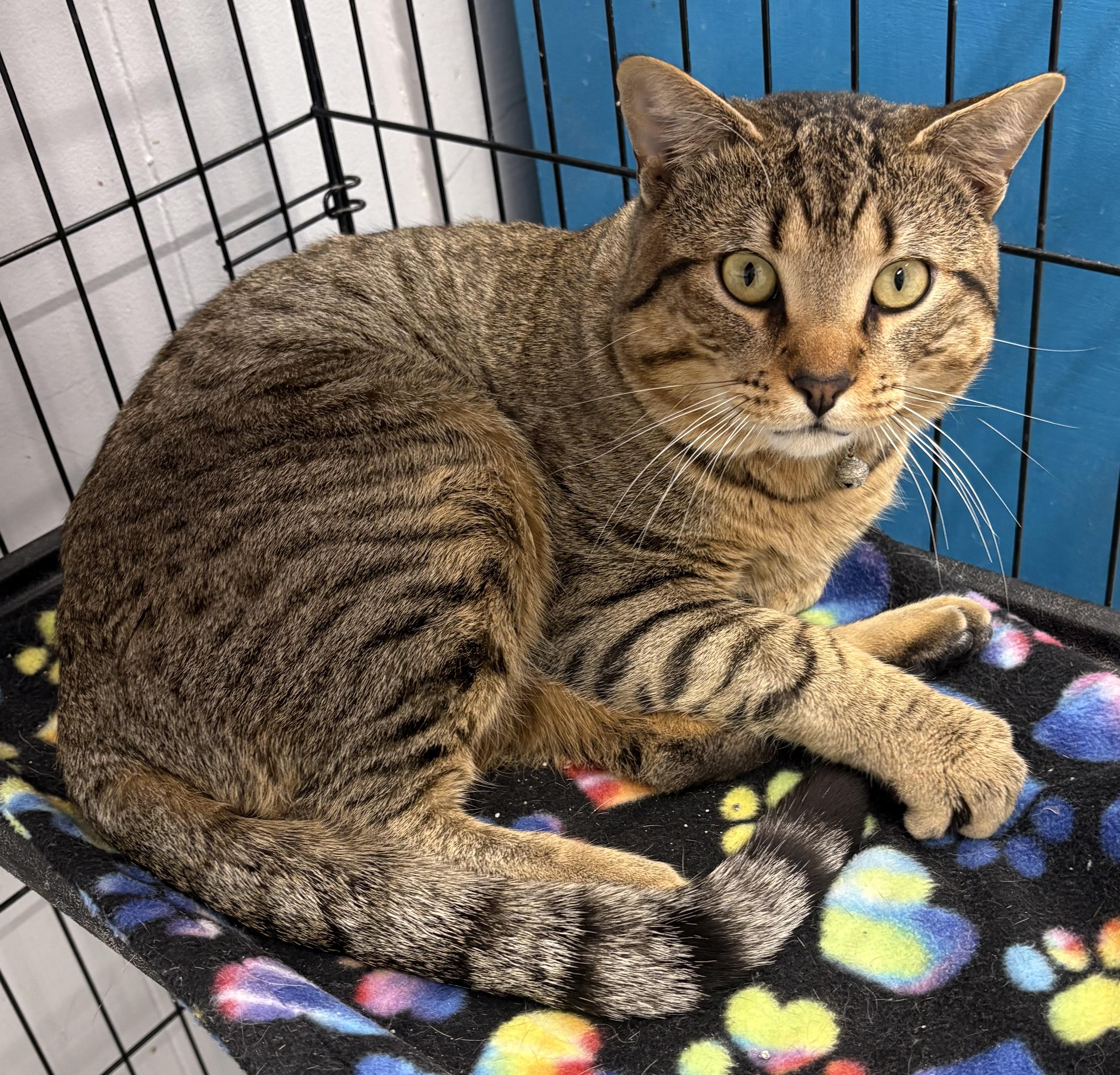 Enlarge Zamboni, an adopted Domestic Short Hair in Plano, TX image 2/2