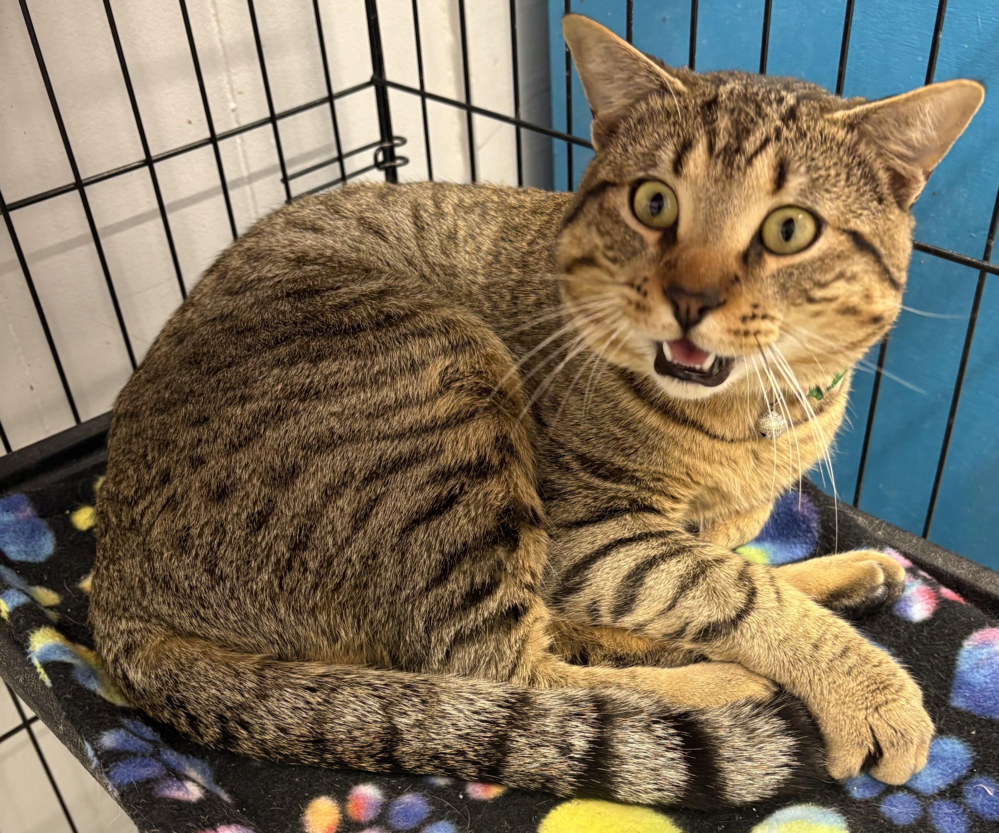 Enlarge Zamboni, an adopted Domestic Short Hair in Plano, TX image 1/2