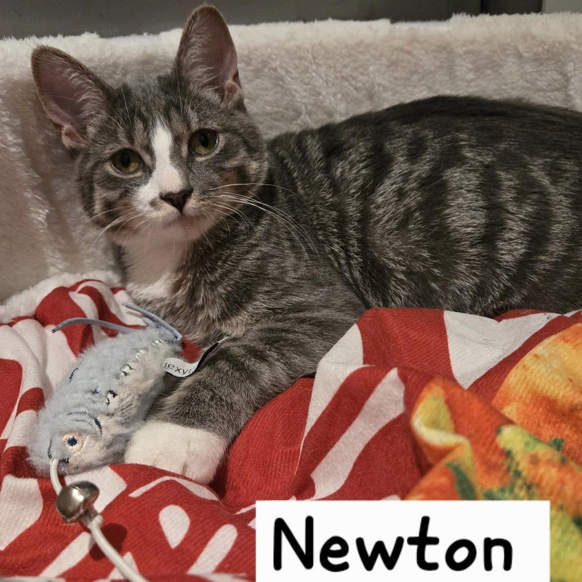 Newton, Adoptable, Young Male Tabby.