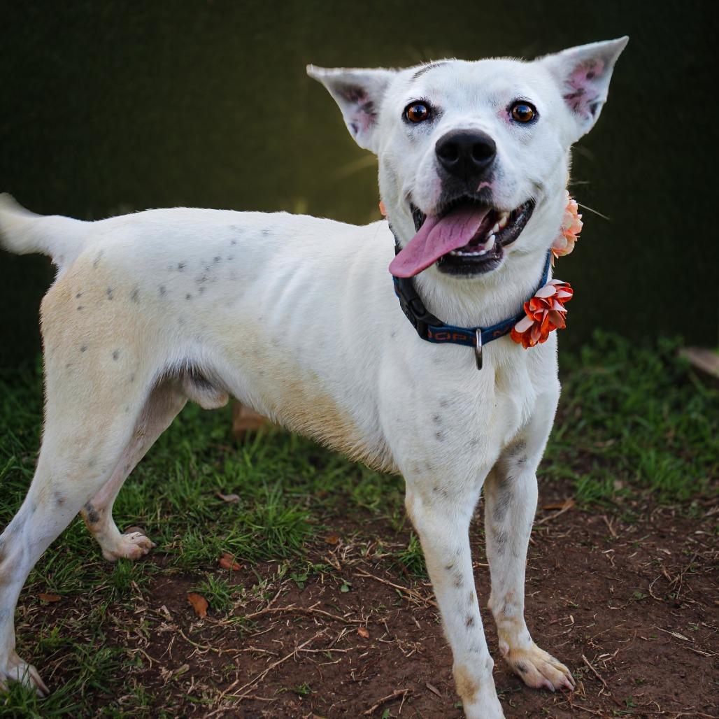 Enlarge Spot, a Adoptable Mixed Breed in Lake Jackson, TX image 1/1
