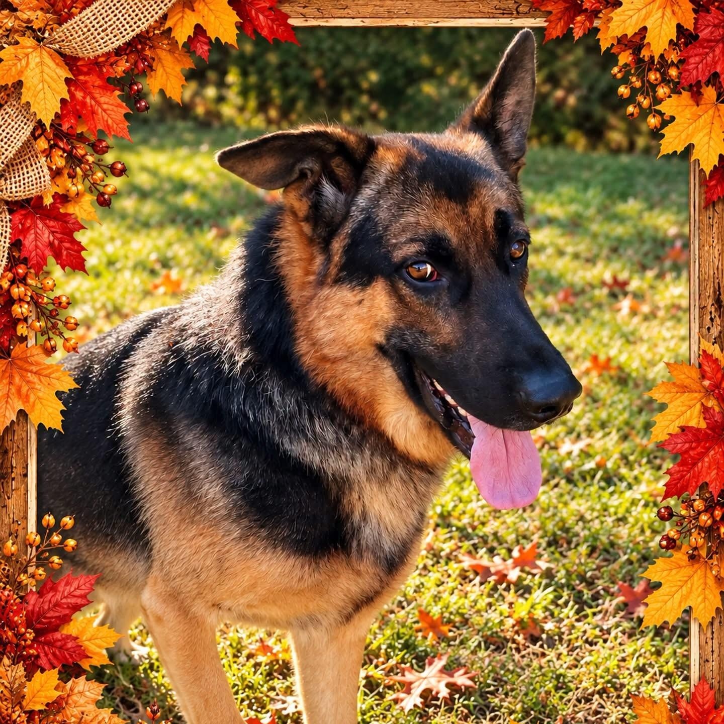 Enlarge Gunner, a Adoptable German Shepherd Dog in Jackson, NJ image 1/1
