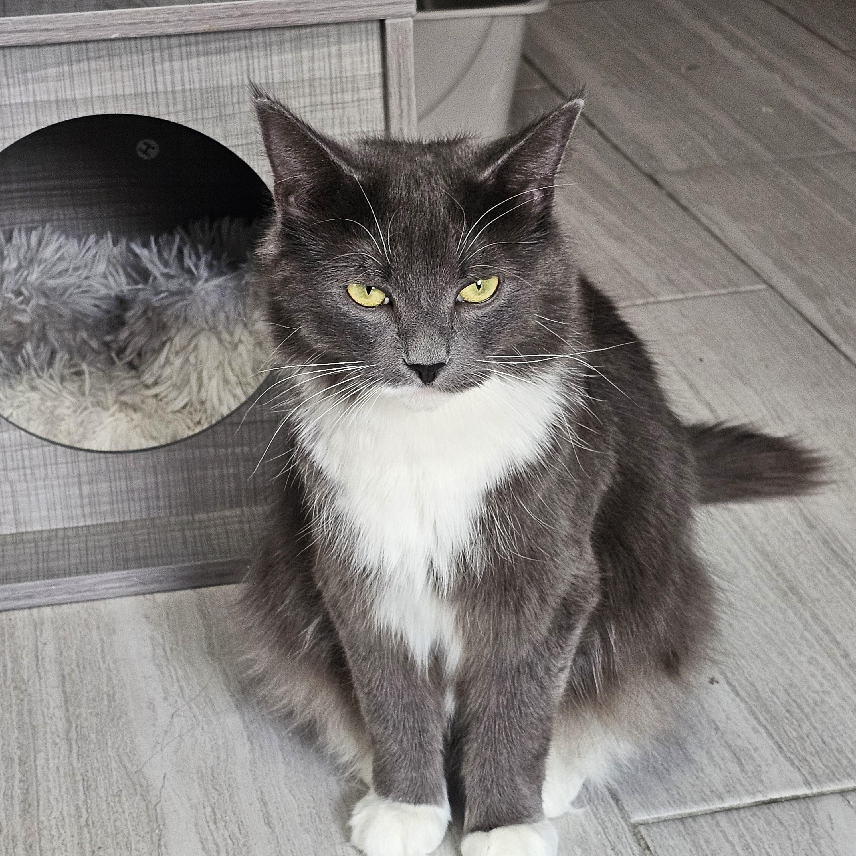 Enlarge JASMINE, a Adoptable Domestic Medium Hair in Mount Rainier, MD image 2/3