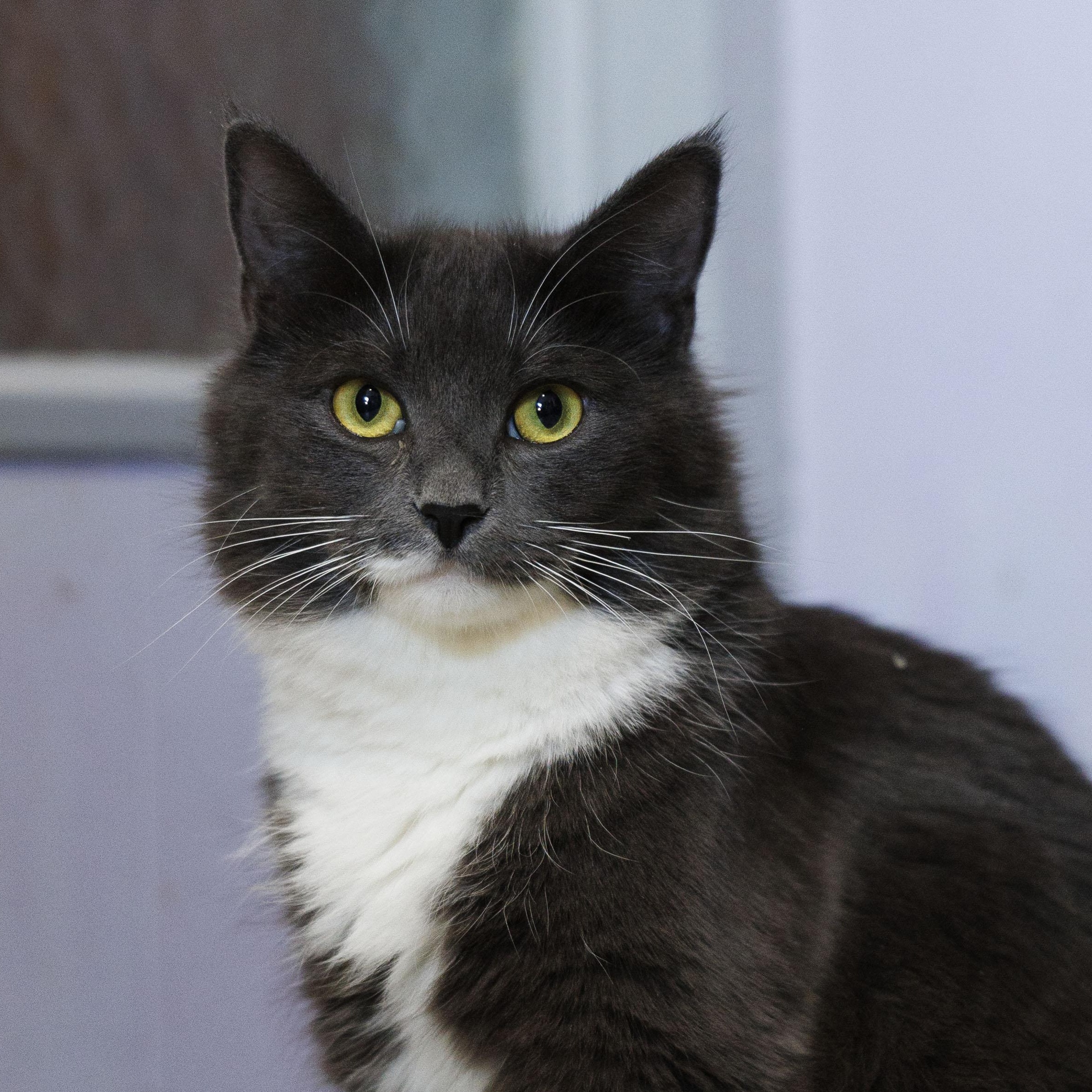 Enlarge JASMINE, a Adoptable Domestic Medium Hair in Mount Rainier, MD image 1/3