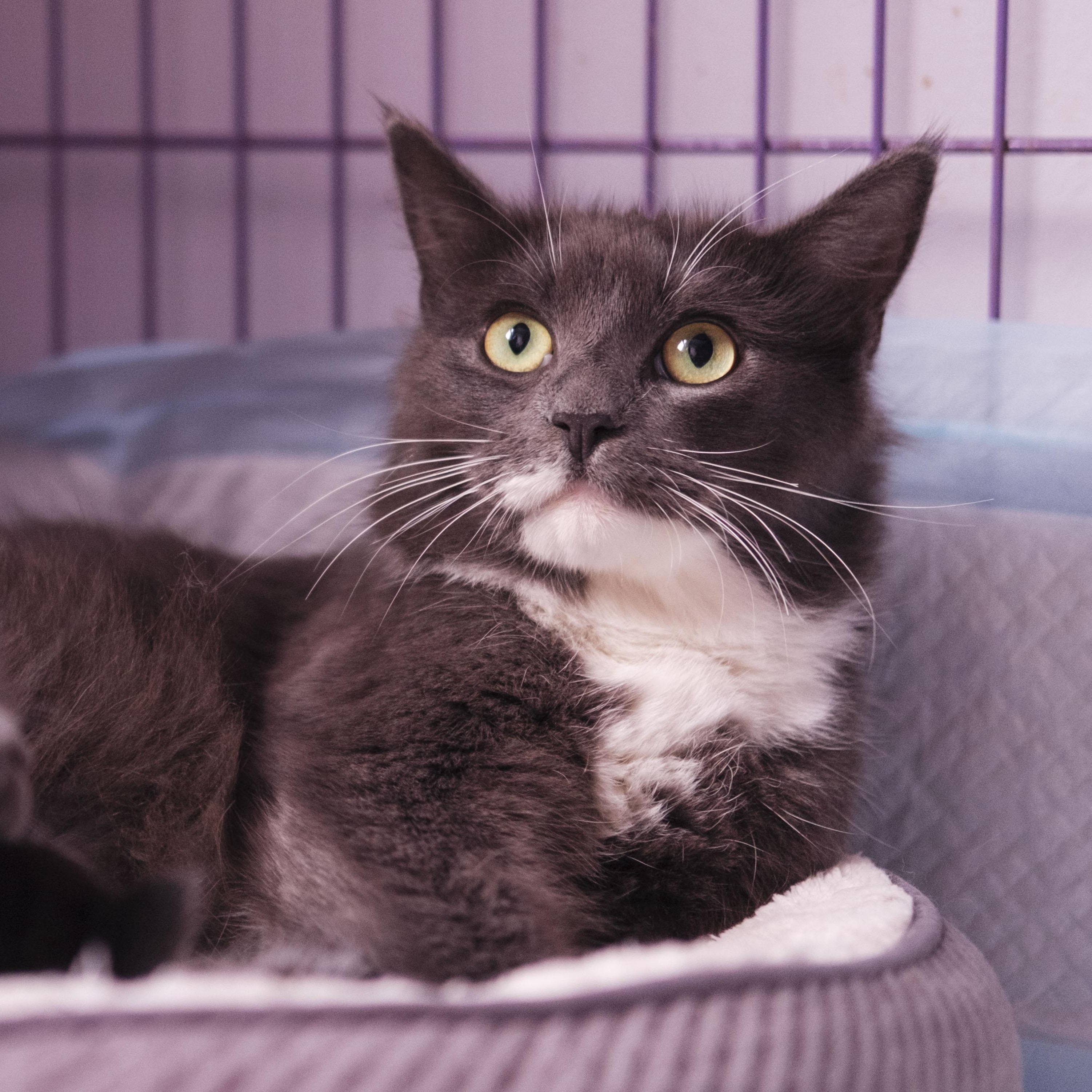 Enlarge JASMINE, a Adoptable Domestic Medium Hair in Mount Rainier, MD image 3/3