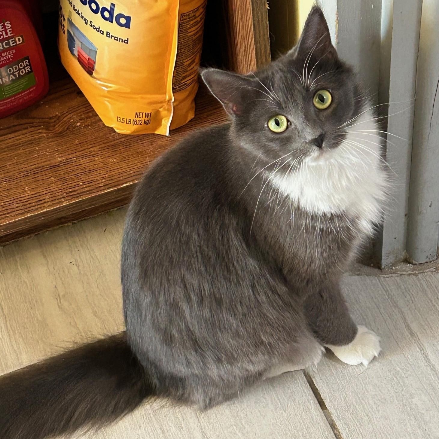 Enlarge JASMINE, a Adoptable Domestic Medium Hair in Mount Rainier, MD image 1/4