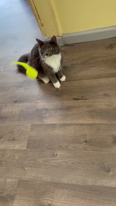 Enlarge JASMINE, an adoptable Domestic Medium Hair in Mount Rainier, MD video 5/5