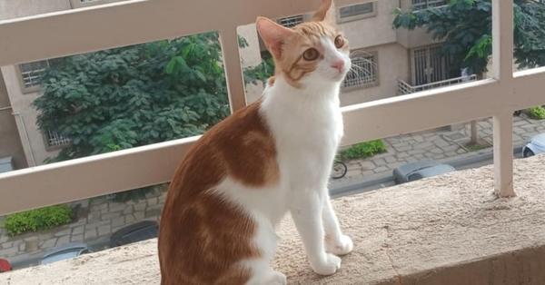 Fosdok, Adoptable, Young Male Egyptian Mau & Exotic Shorthair.