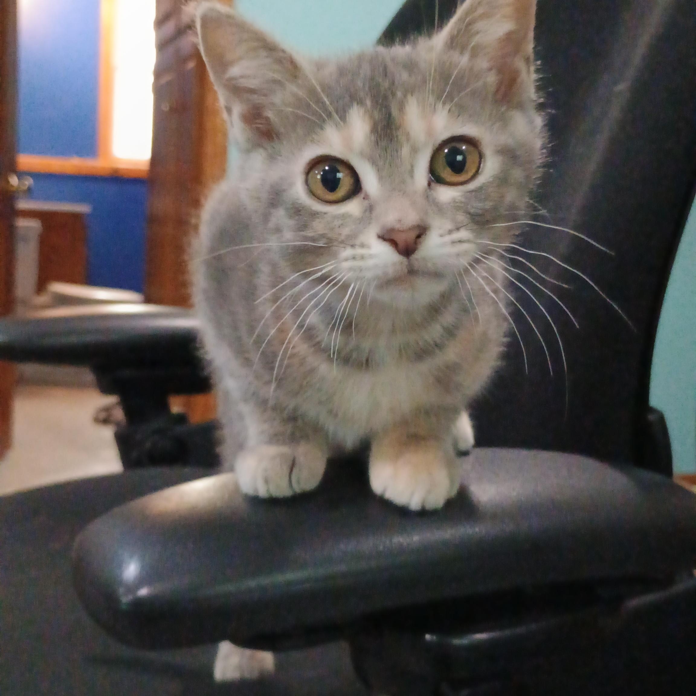 Peanut