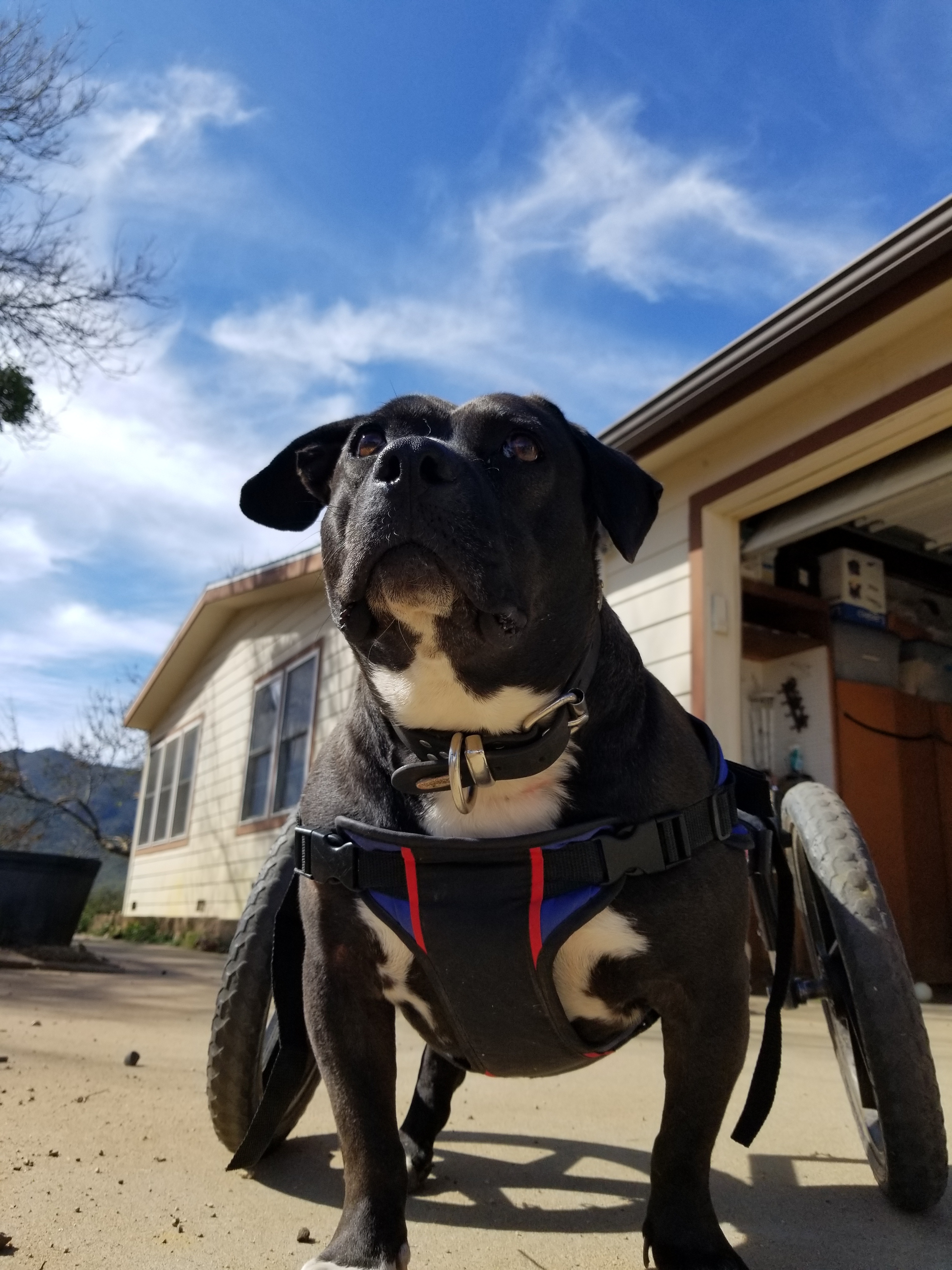Enlarge Gweedo, a Adoptable mixed breed in Anza, CA image 7/11