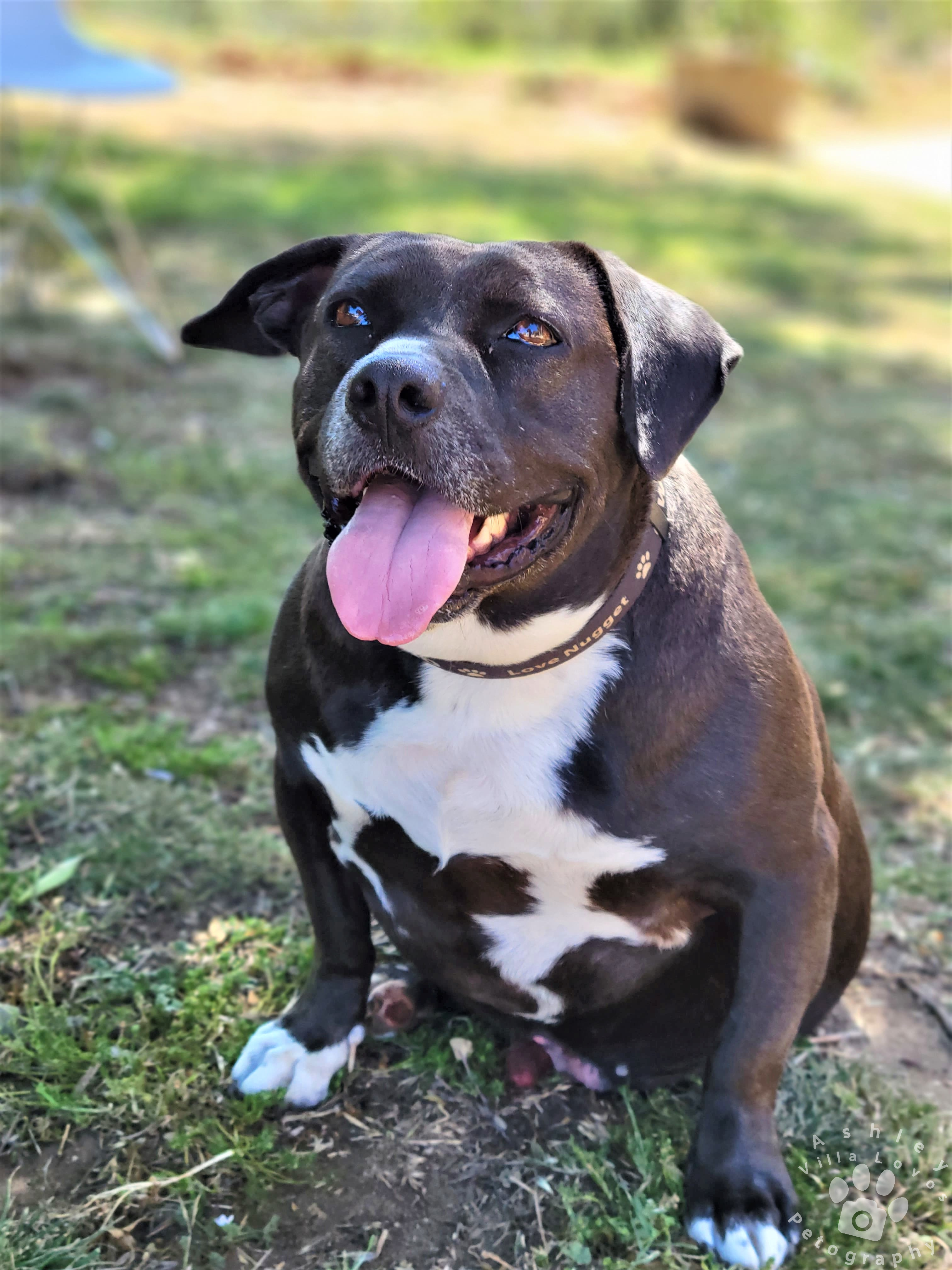 Gweedo, a Adoptable mixed breed in Anza, CA image 1/11