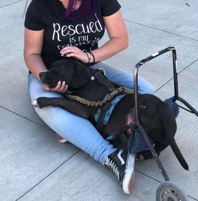 Enlarge Gweedo, a Adoptable mixed breed in Anza, CA image 8/11