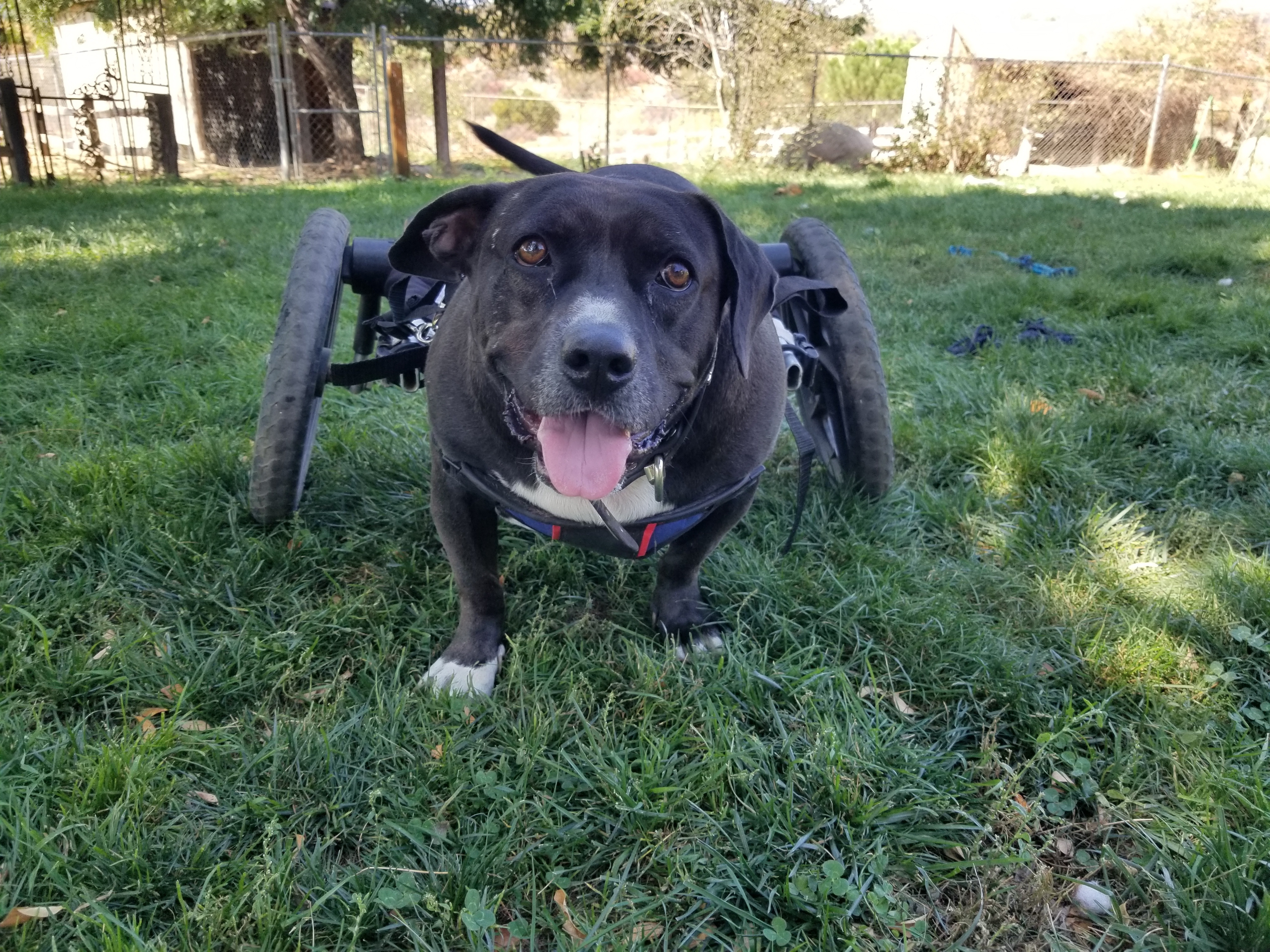 Enlarge Gweedo, a Adoptable mixed breed in Anza, CA image 9/11
