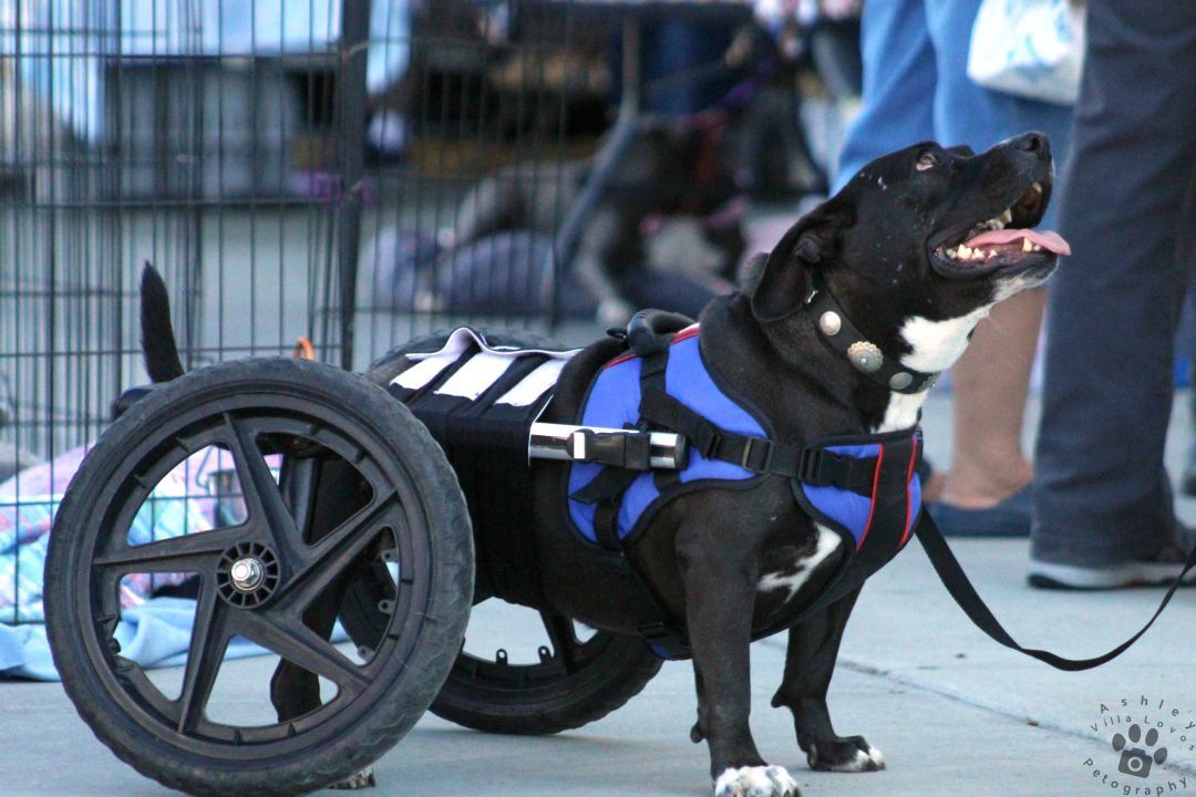 Enlarge Gweedo, a Adoptable mixed breed in Anza, CA image 10/11
