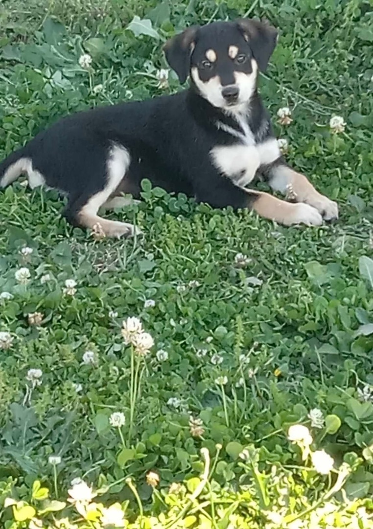 Buffy, Adopted, Puppy Female Labrador Retriever.