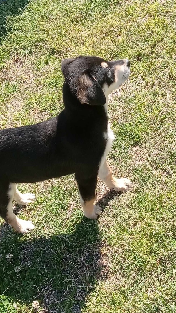 Enlarge Buffy, a Adopted mixed breed in Columbia, MD image 2/4