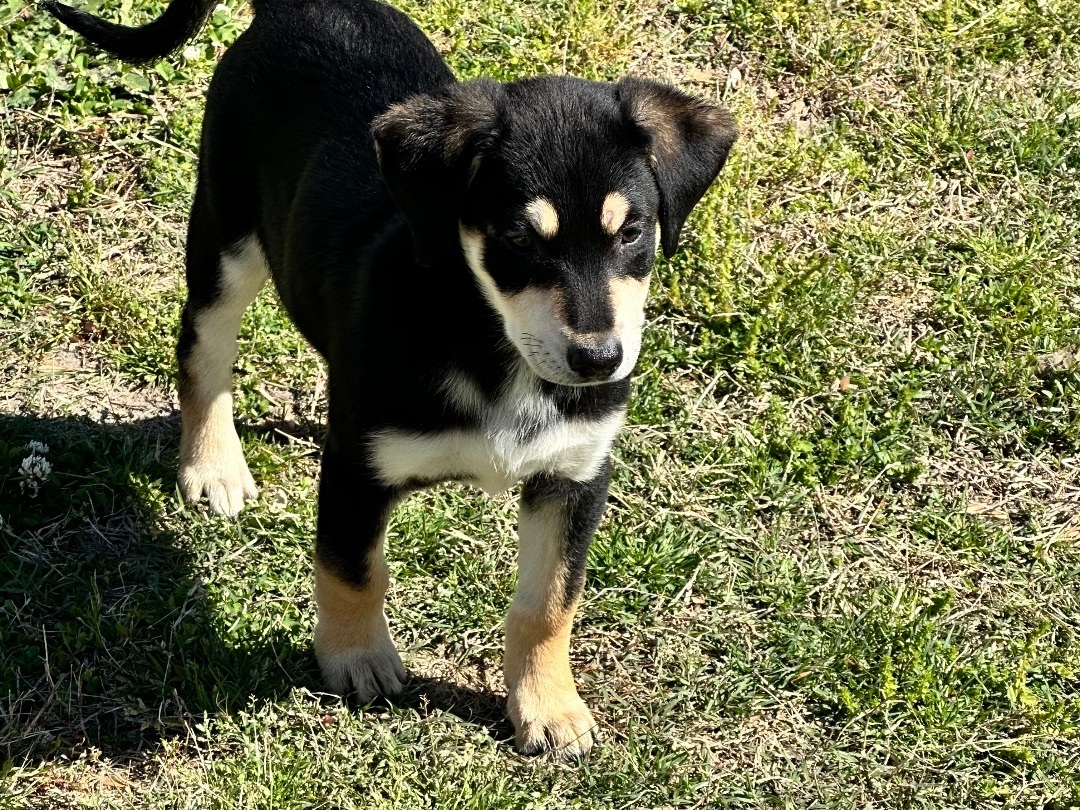Enlarge Buffy, a Adopted mixed breed in Columbia, MD image 3/4