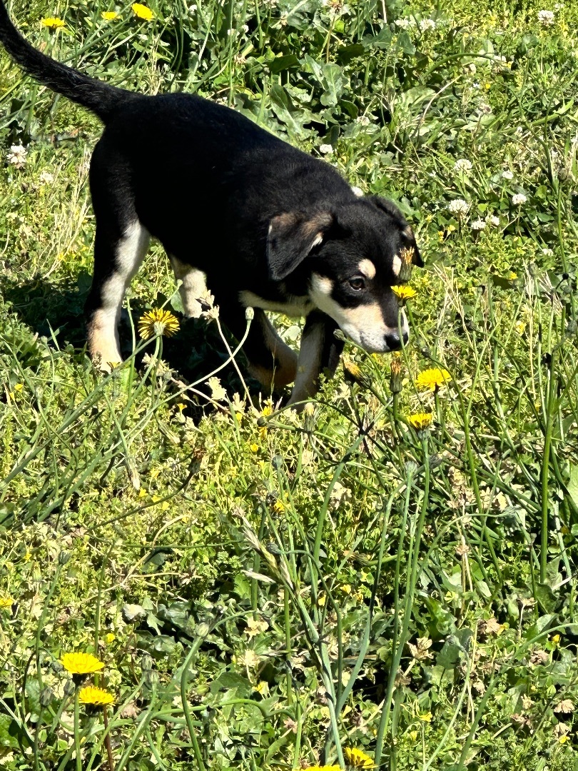 Enlarge Buffy, a Adopted mixed breed in Columbia, MD image 4/4