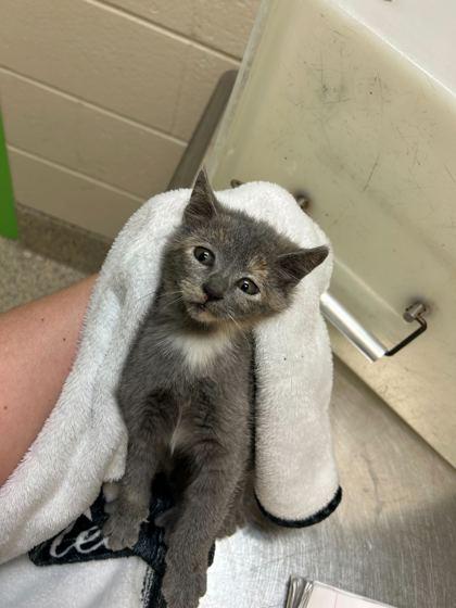 Enlarge WC Cinco, a Adoptable mixed breed in Gray, LA image 1/1