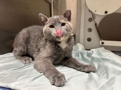 WC Cinco, Adoptable, Kitten Female Domestic Short Hair & Domestic Short Hair.