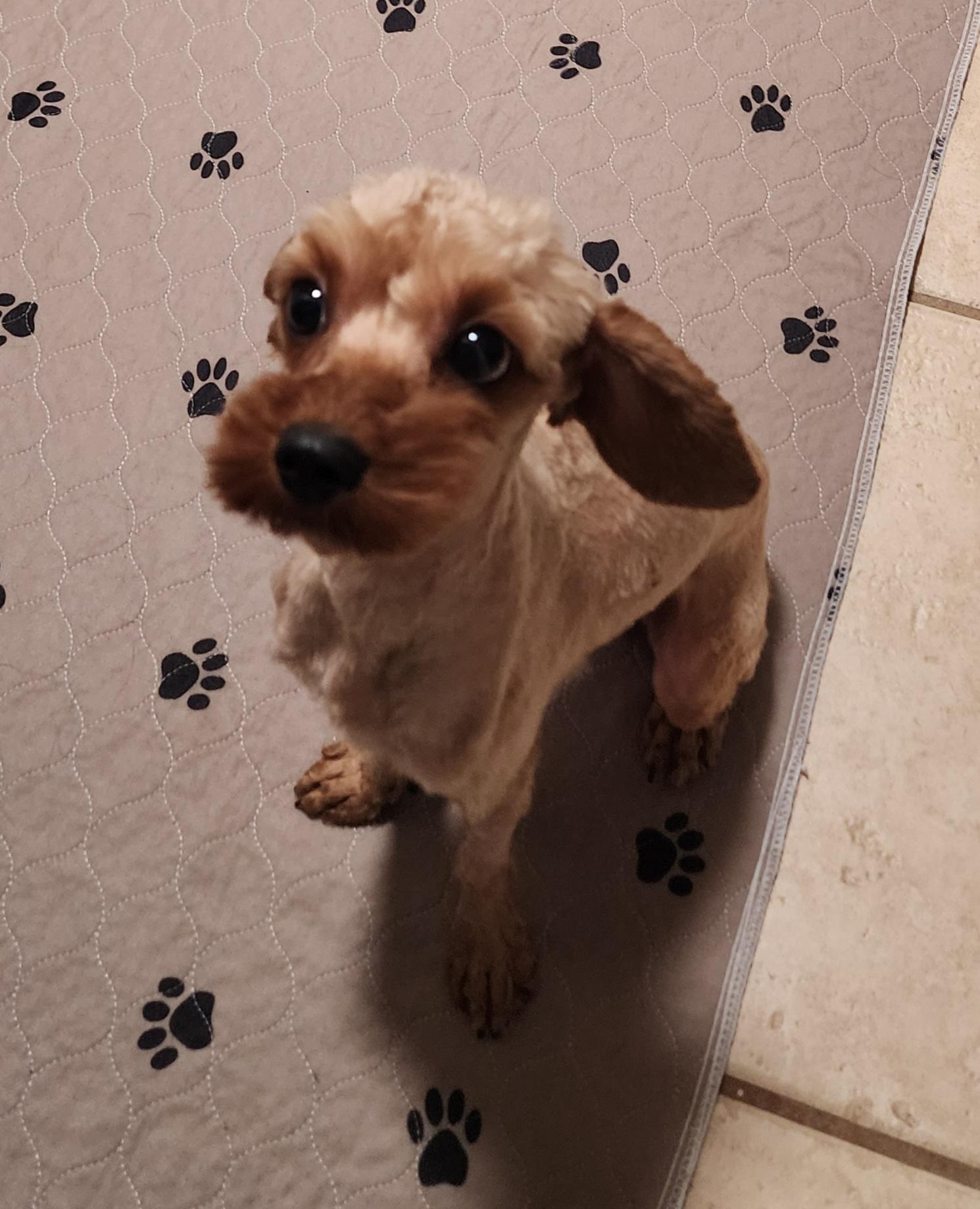 Charlie, Adoptable, Young Male Cavalier King Charles Spaniel & Poodle.