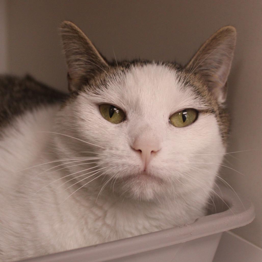 Frisco, Adoptable, Adult Female Domestic Short Hair.