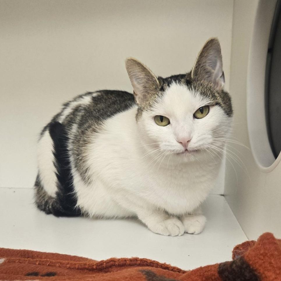 Enlarge Frisco, a Adoptable Domestic Short Hair in Champaign, IL image 2/3