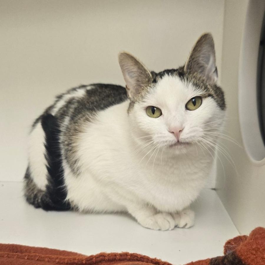 Enlarge Frisco, a Adoptable Domestic Short Hair in Champaign, IL image 3/3