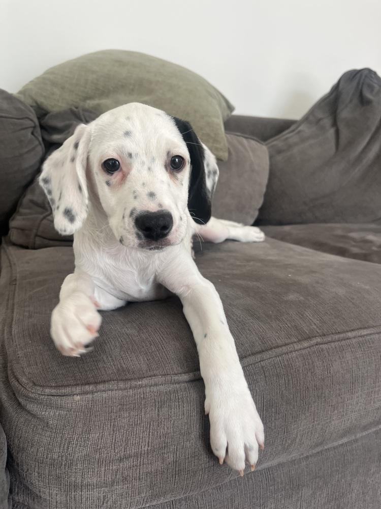 Matterhorn, Adoptable, Puppy Male Beagle & Hound.