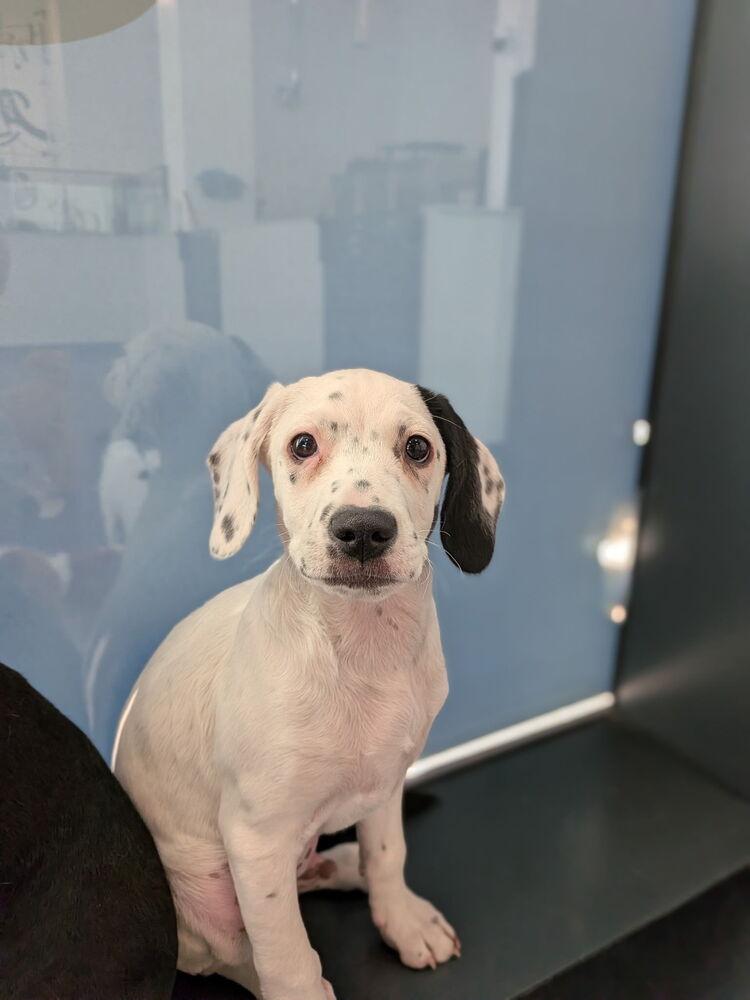 Matterhorn, a Adoptable mixed breed in Manhattan, NY image 2/4