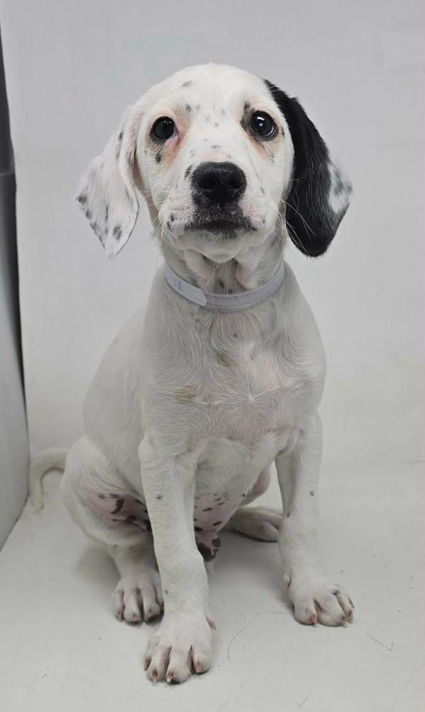 Matterhorn, a Adoptable mixed breed in Manhattan, NY image 3/4