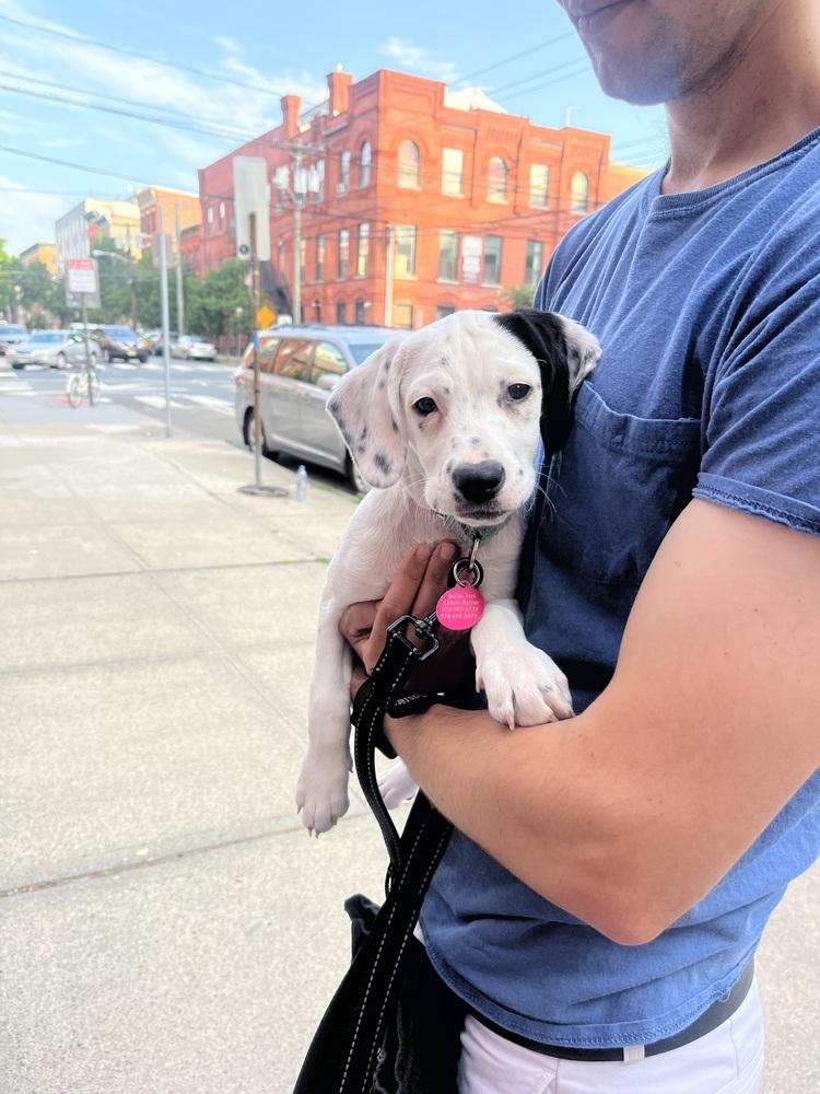 Matterhorn, a Adoptable mixed breed in Manhattan, NY image 4/4