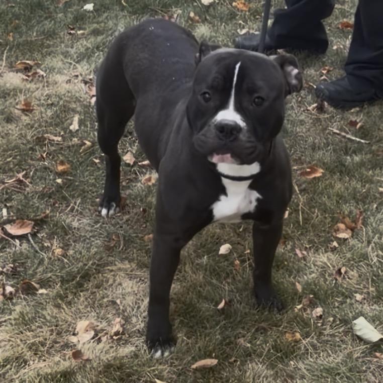 Enlarge Dutch D12704, a Adoptable mixed breed in St. Cloud, MN image 1/1