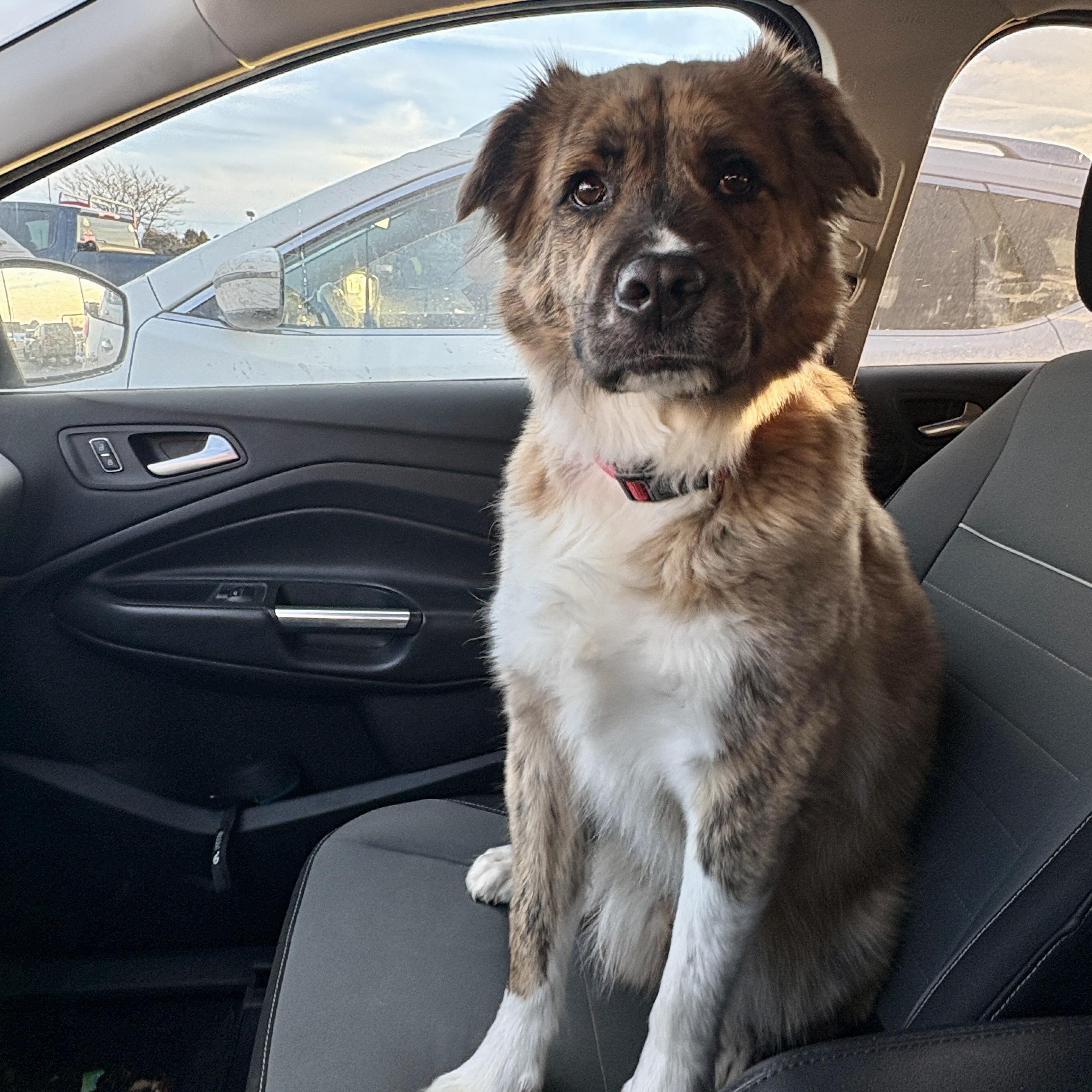 Enlarge Baker * courtesy post *, a ADOPTABLE mixed breed in Pittsburgh, PA image 2/5