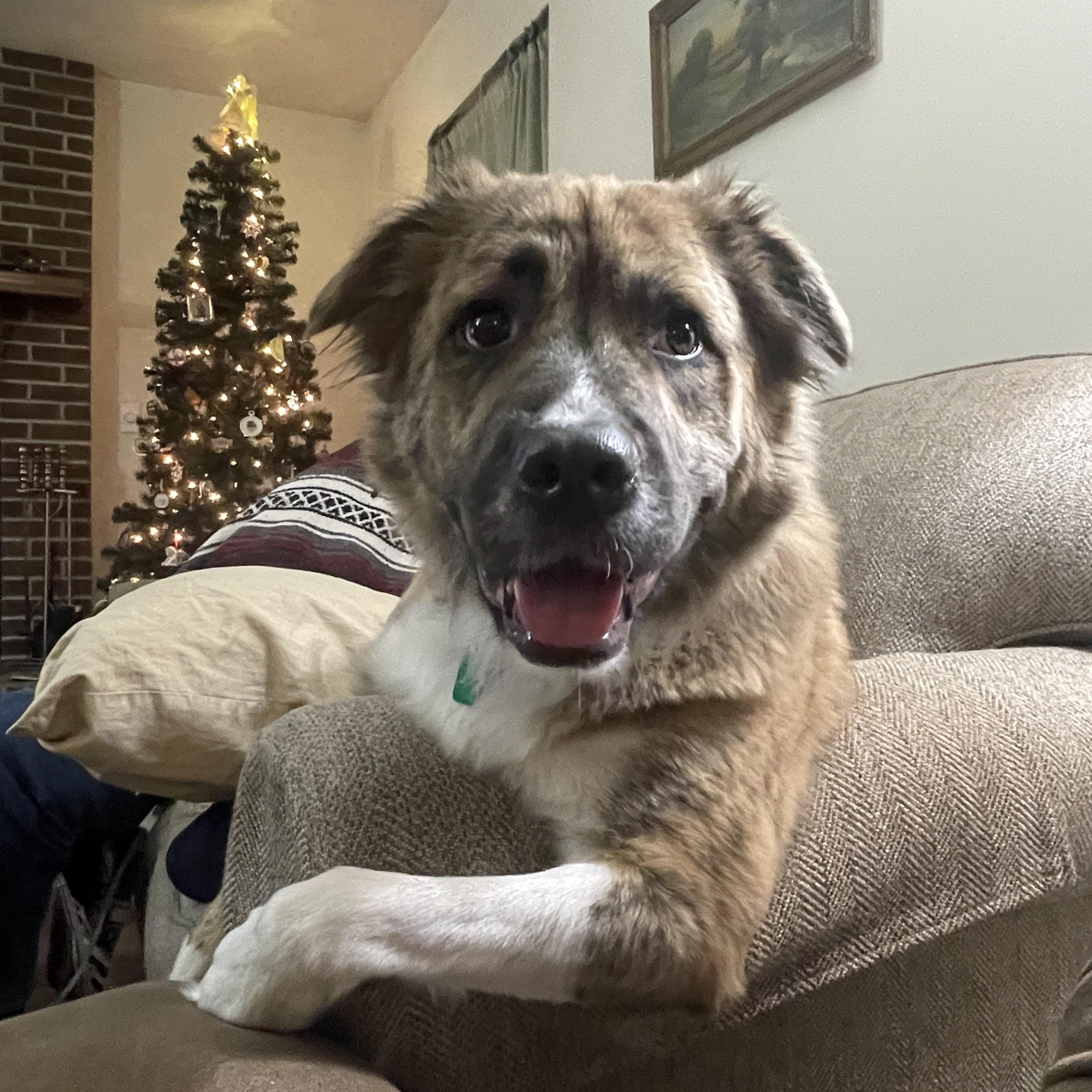 Enlarge Baker * courtesy post *, a ADOPTABLE mixed breed in Pittsburgh, PA image 1/5