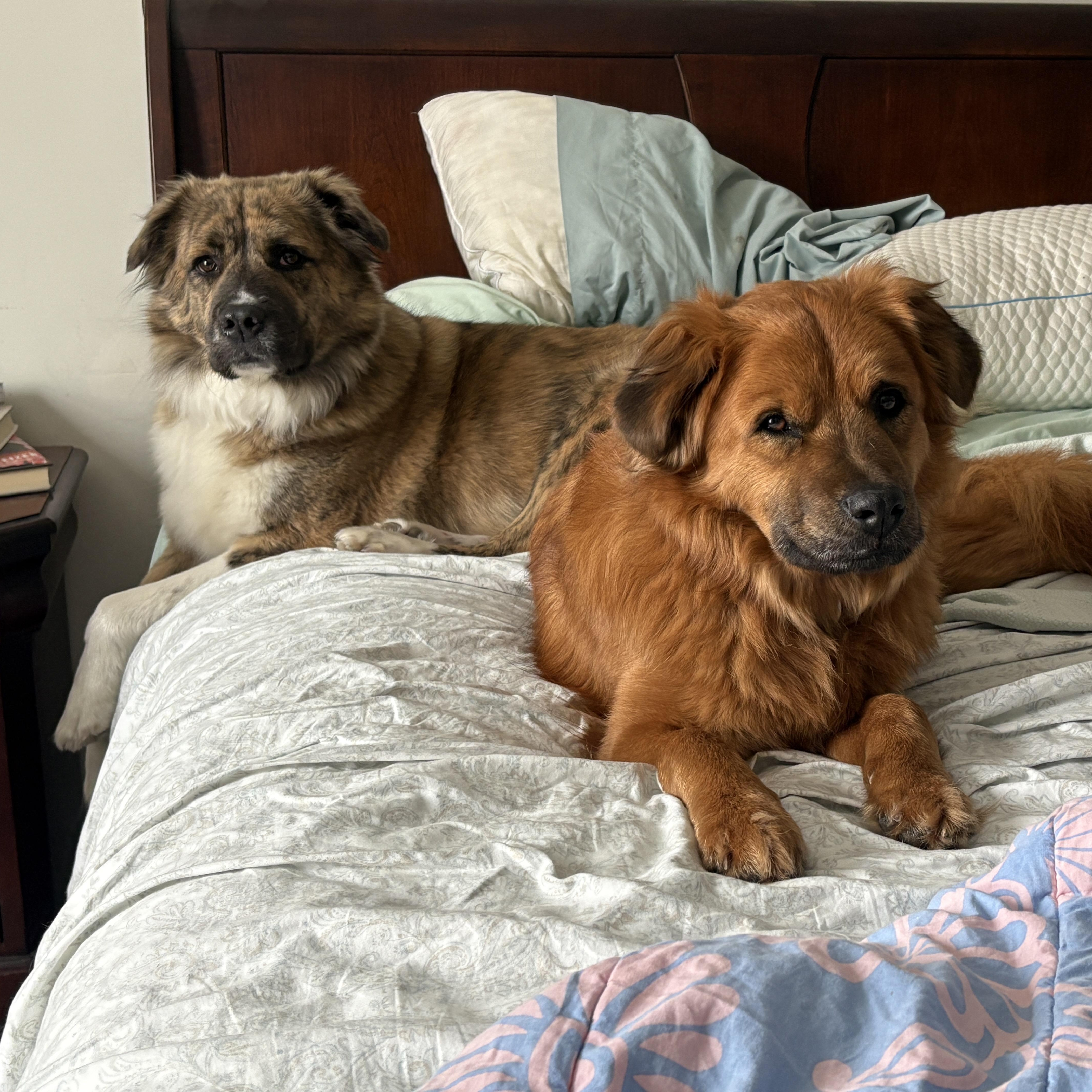 Enlarge Baker * courtesy post *, a ADOPTABLE mixed breed in Pittsburgh, PA image 4/5