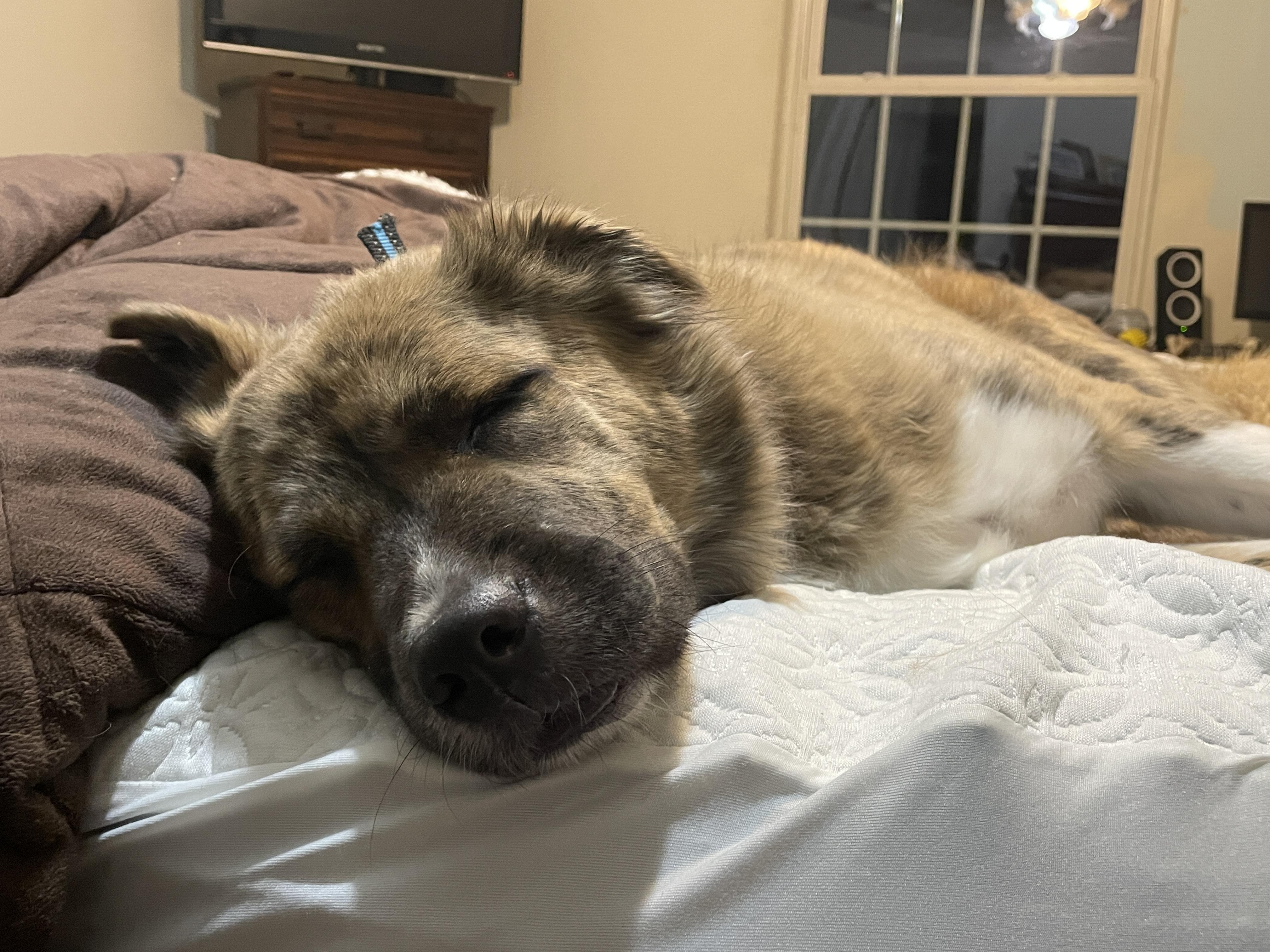 Enlarge Baker * courtesy post *, a ADOPTABLE mixed breed in Pittsburgh, PA image 3/5