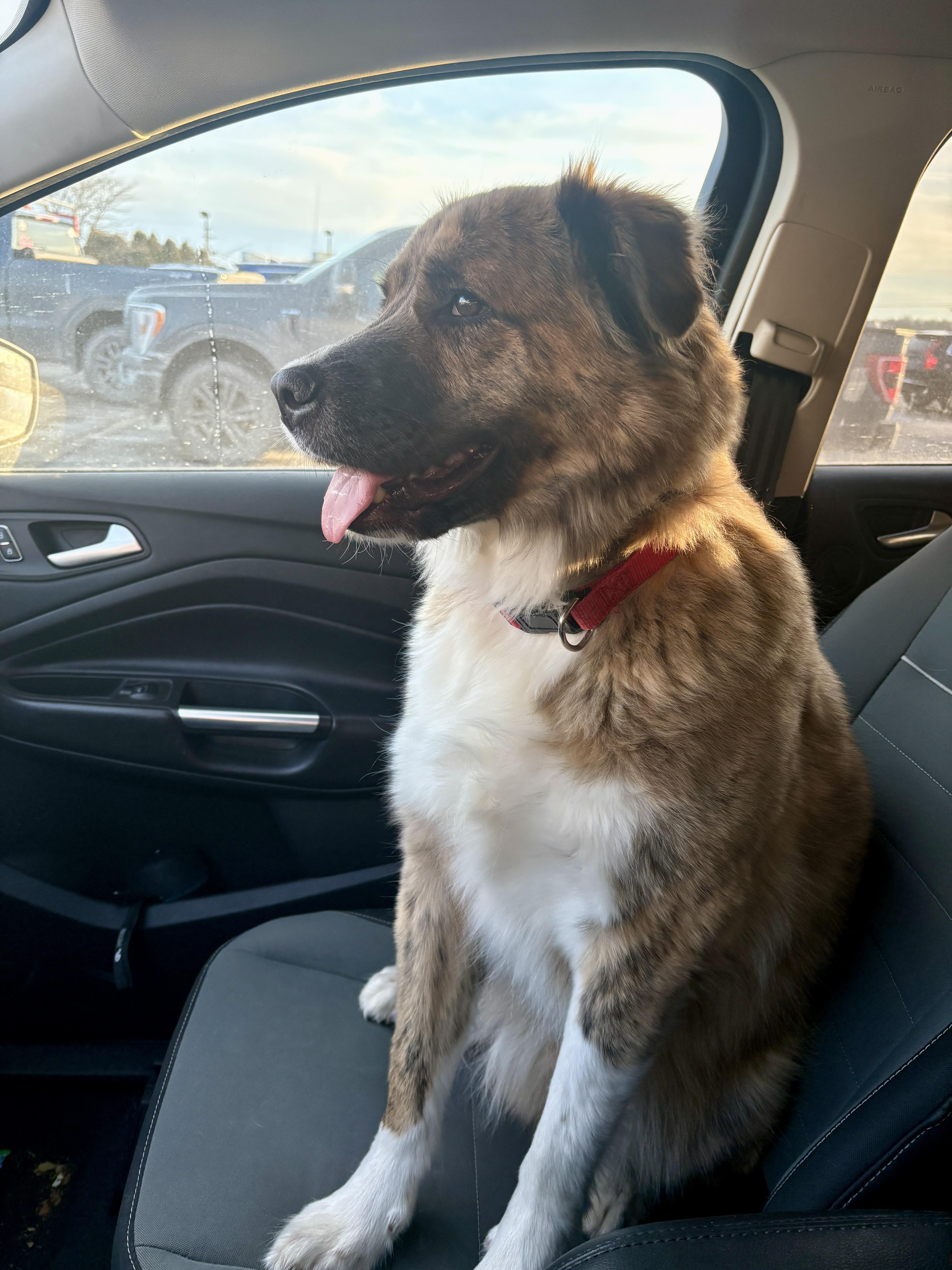 Enlarge Baker * courtesy post *, a ADOPTABLE mixed breed in Pittsburgh, PA image 5/5